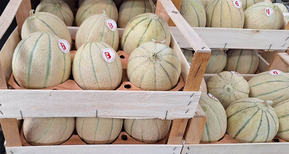 Melone retato - Mantova - 1,50-1,80 euro al chilogrammo